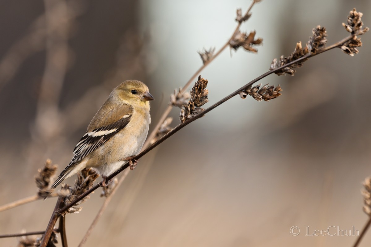 American Goldfinch - ML519078901