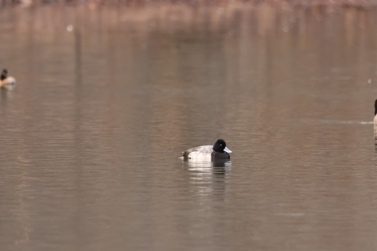 Lesser Scaup - ML519080411