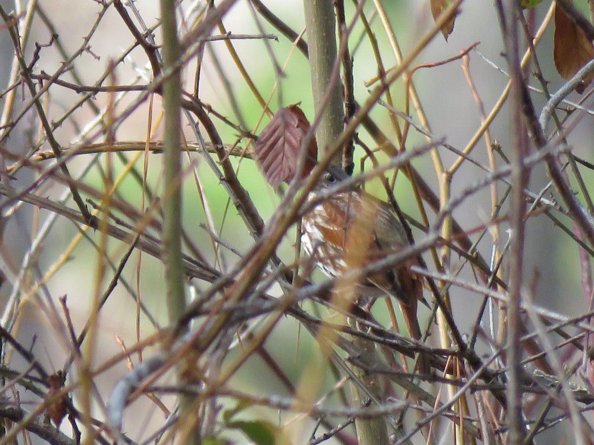 Fox Sparrow - ML519080471