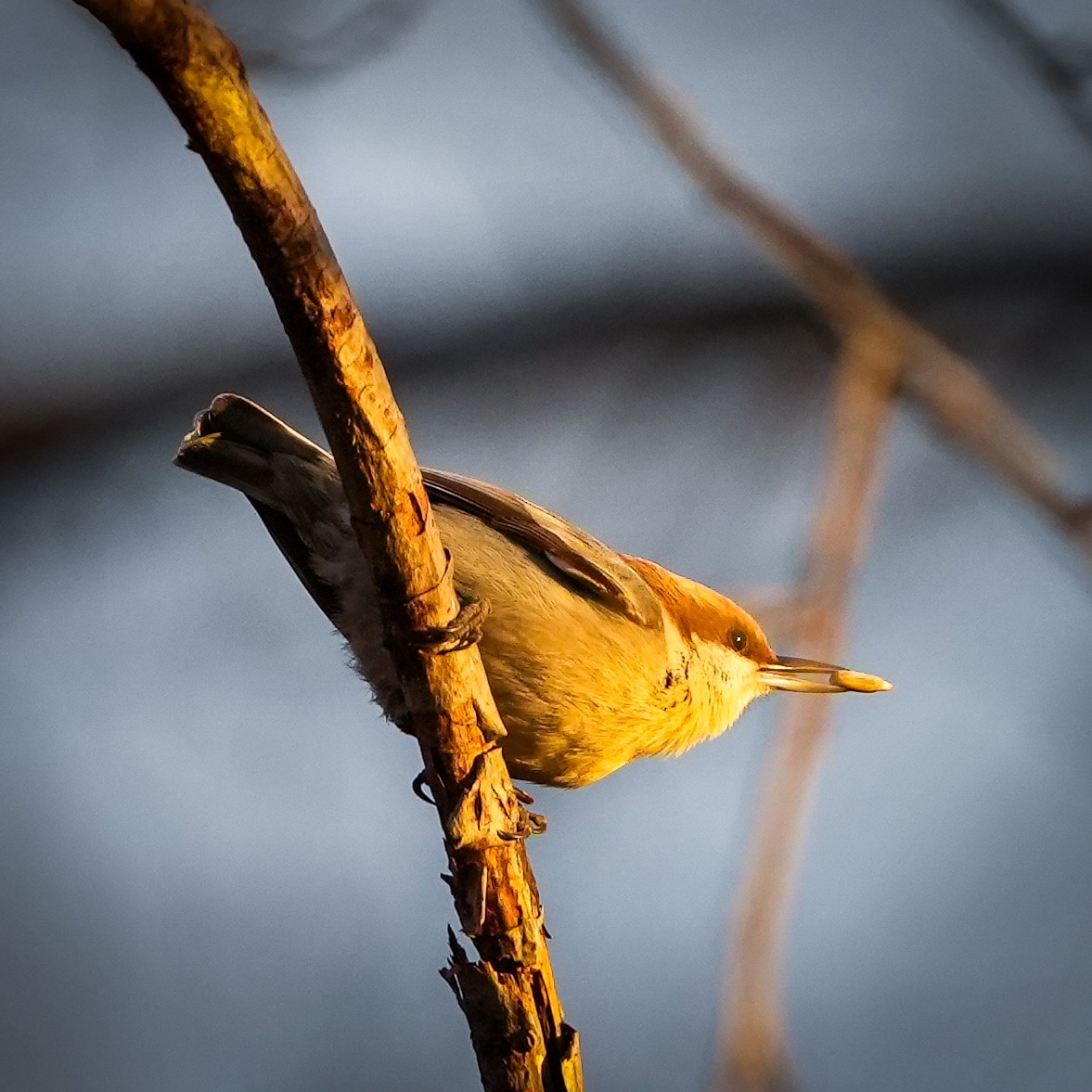 Brown-headed Nuthatch - ML519082501