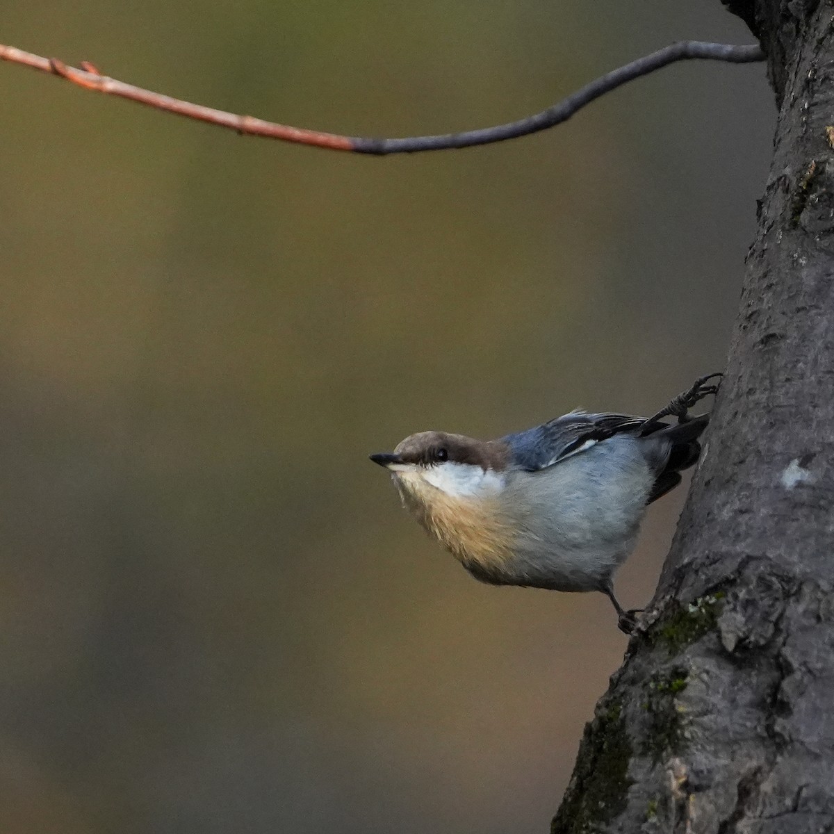 Brown-headed Nuthatch - ML519082511