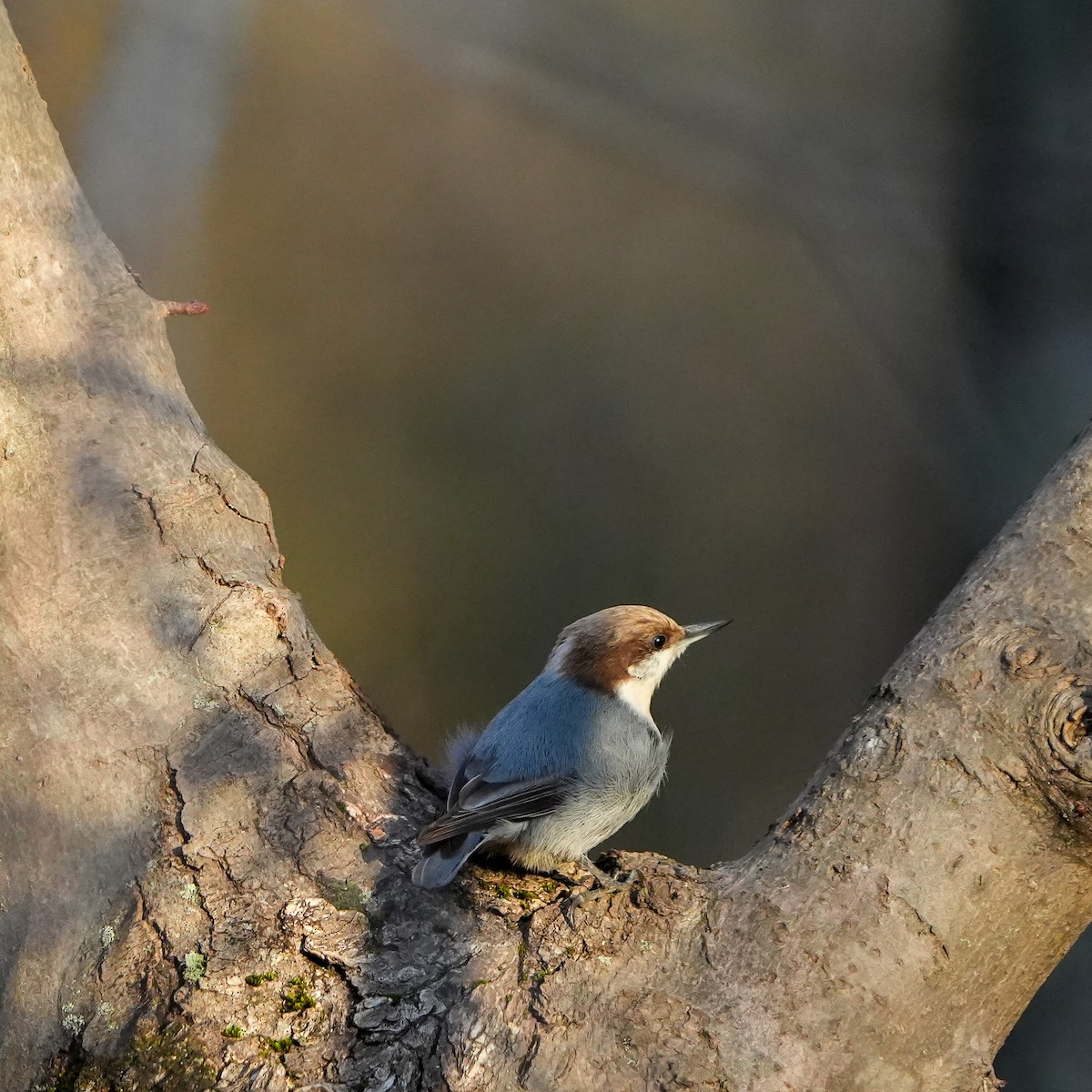 Brown-headed Nuthatch - ML519082521