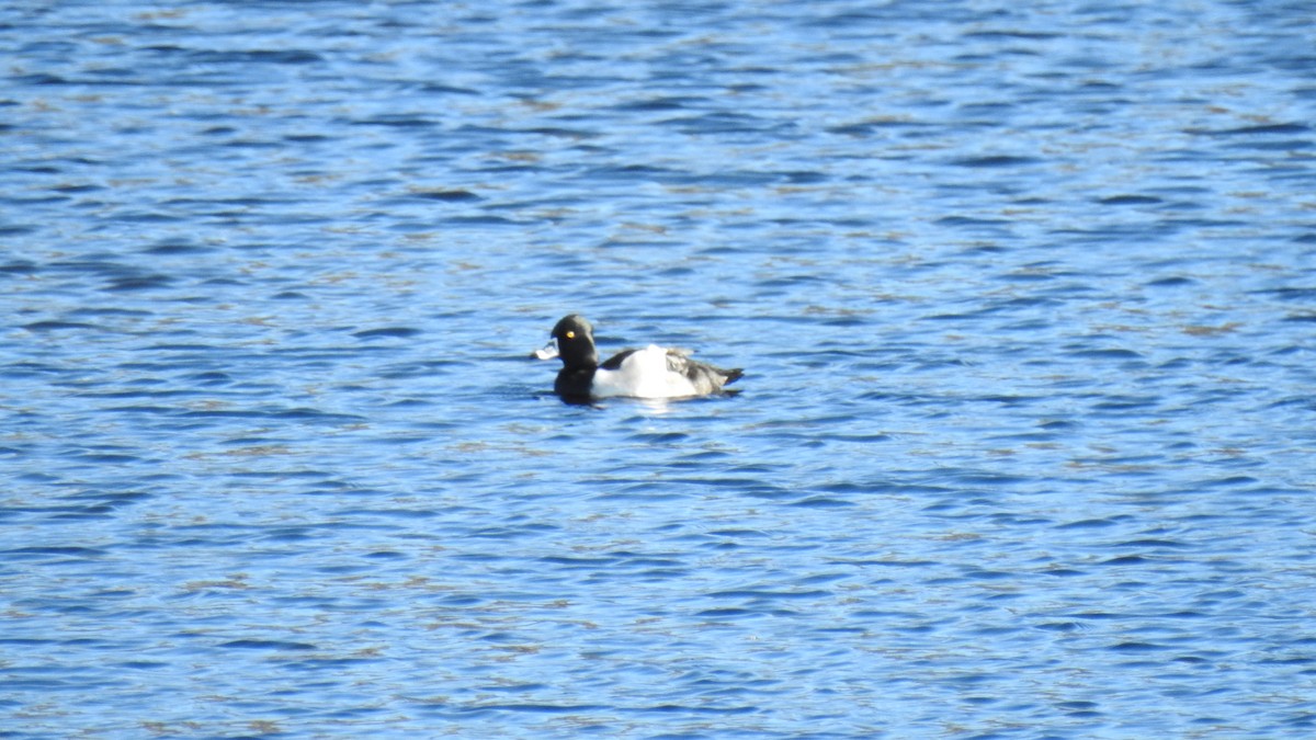 Ring-necked Duck - ML519083131