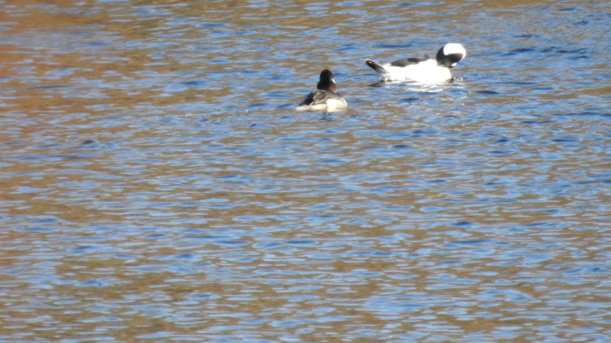 Bufflehead - Anca Vlasopolos