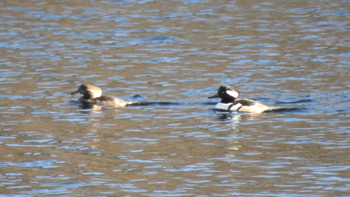 Hooded Merganser - Anca Vlasopolos