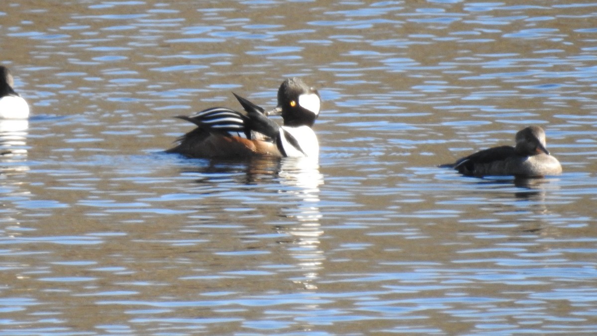 Hooded Merganser - ML519083251