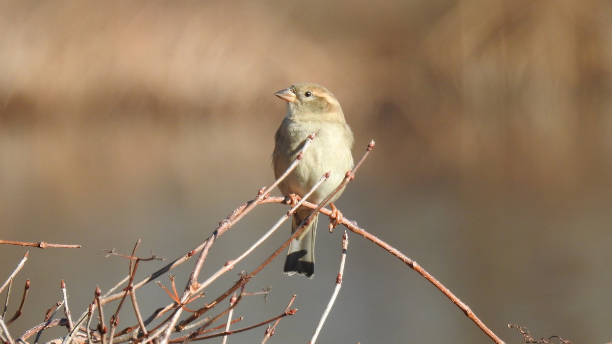 Moineau domestique - ML519083551