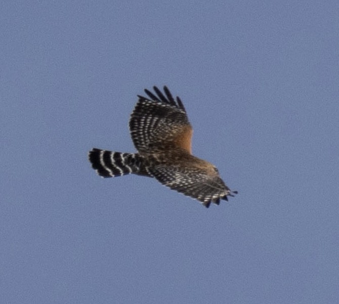 Red-shouldered Hawk - ML519084601