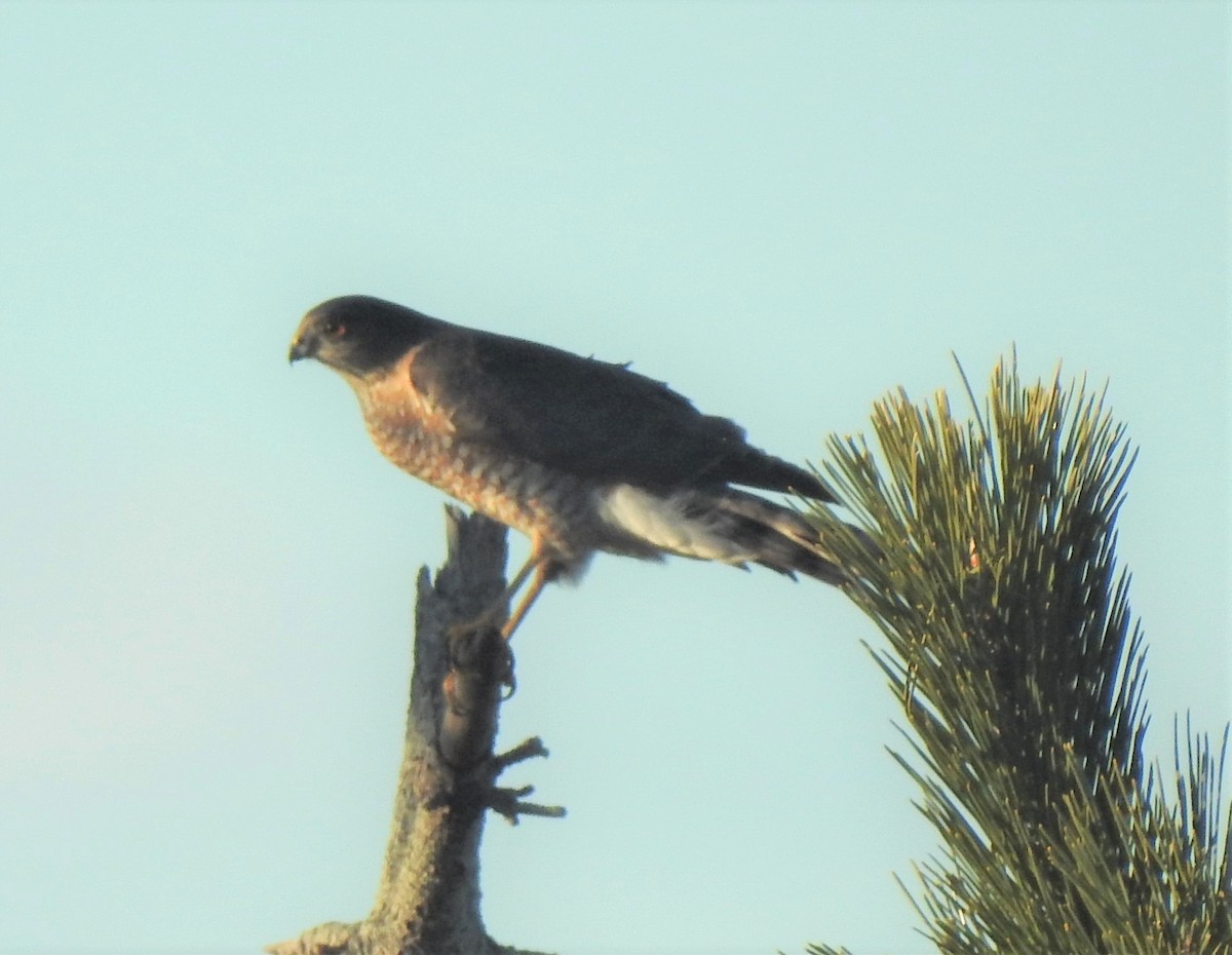 Sharp-shinned Hawk - ML519084731