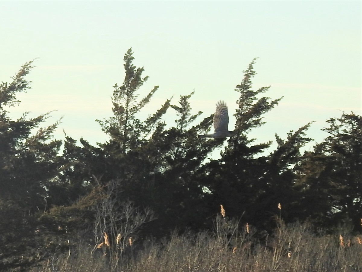 Sharp-shinned Hawk - ML519084791