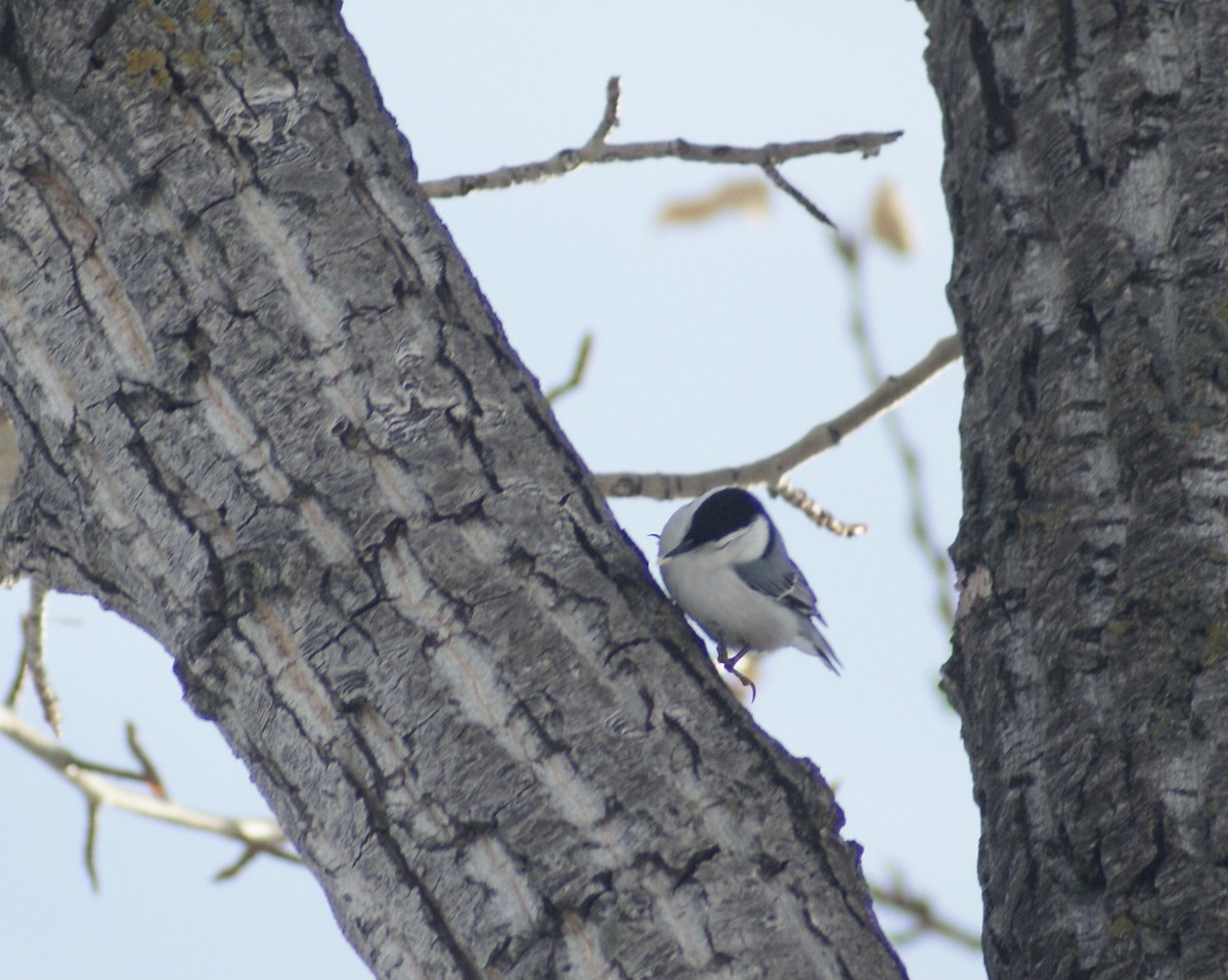 White-breasted Nuthatch - ML519084801