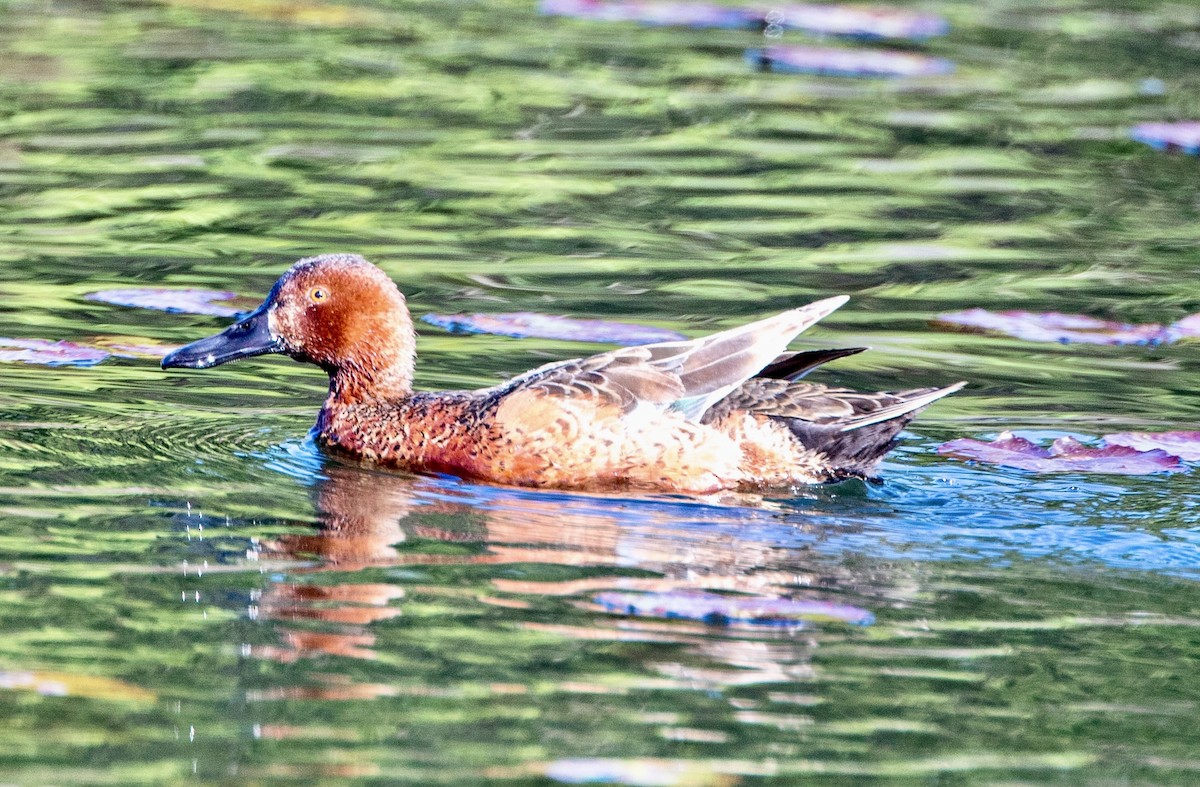 Cinnamon Teal - Andrew Kenny