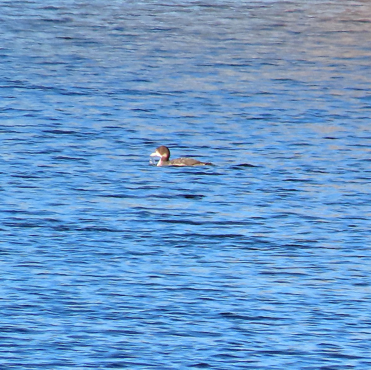 Common Loon - ML519087041