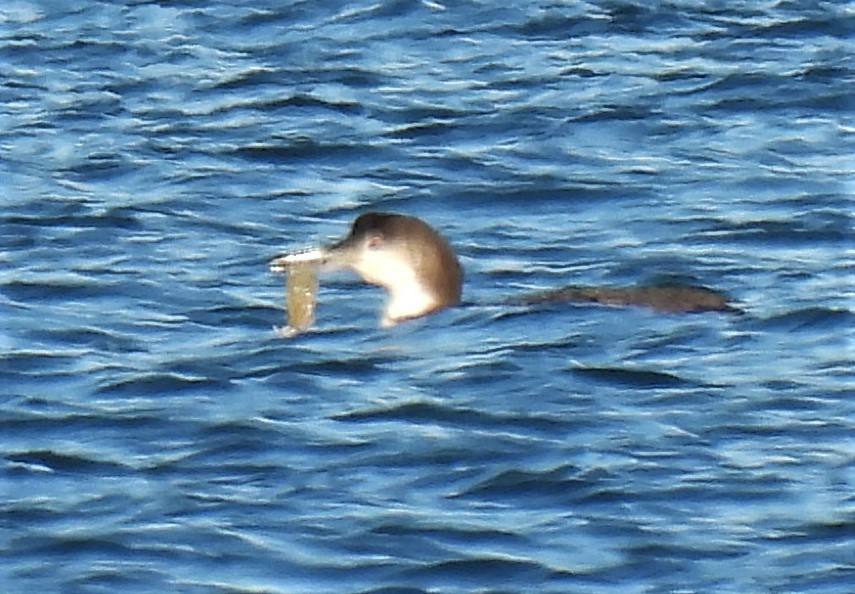 Common Loon - ML519087071