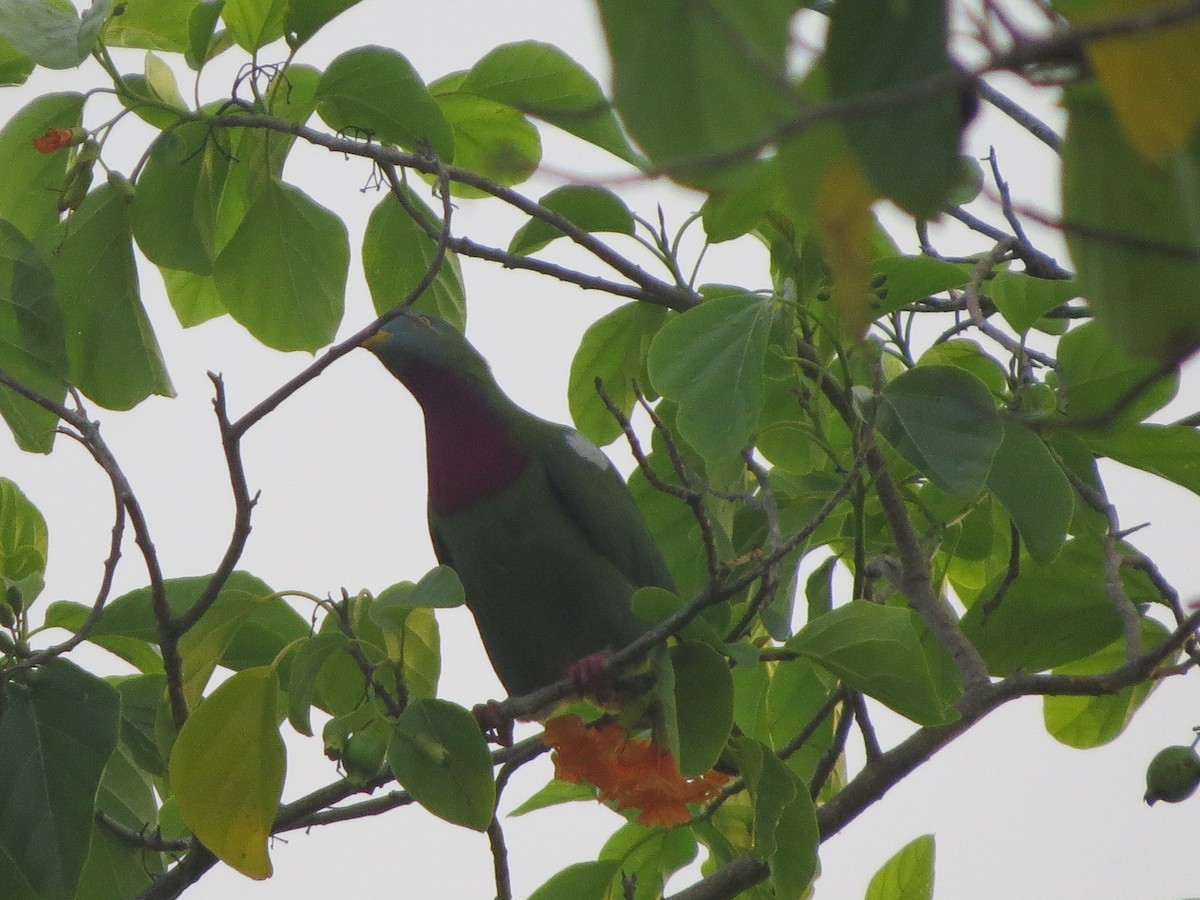 Claret-breasted Fruit-Dove - ML519088281