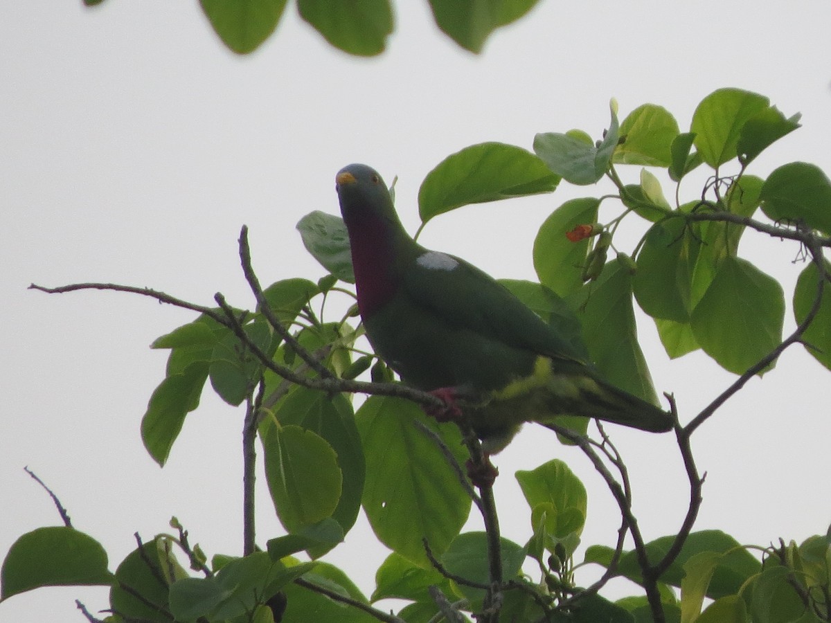 Claret-breasted Fruit-Dove - ML519088391