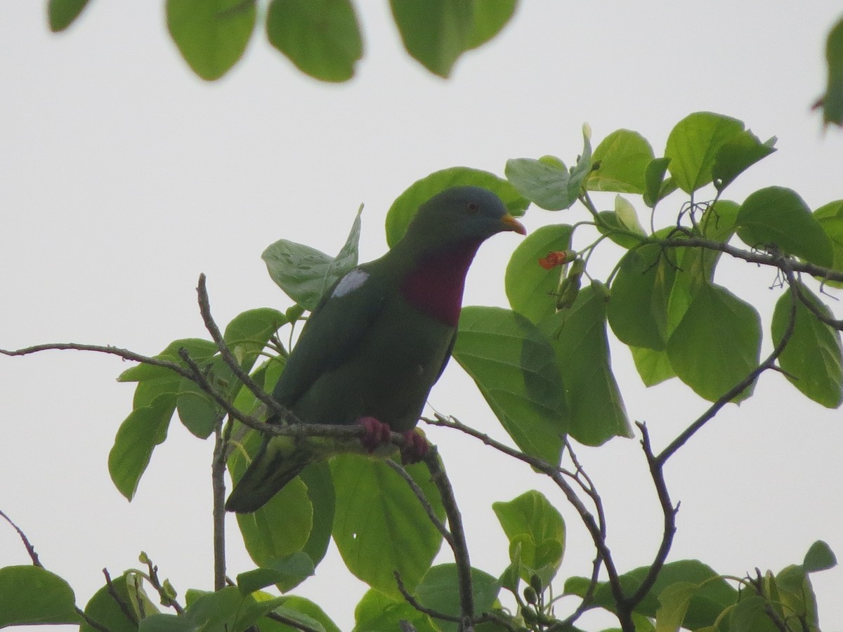 Claret-breasted Fruit-Dove - ML519088471