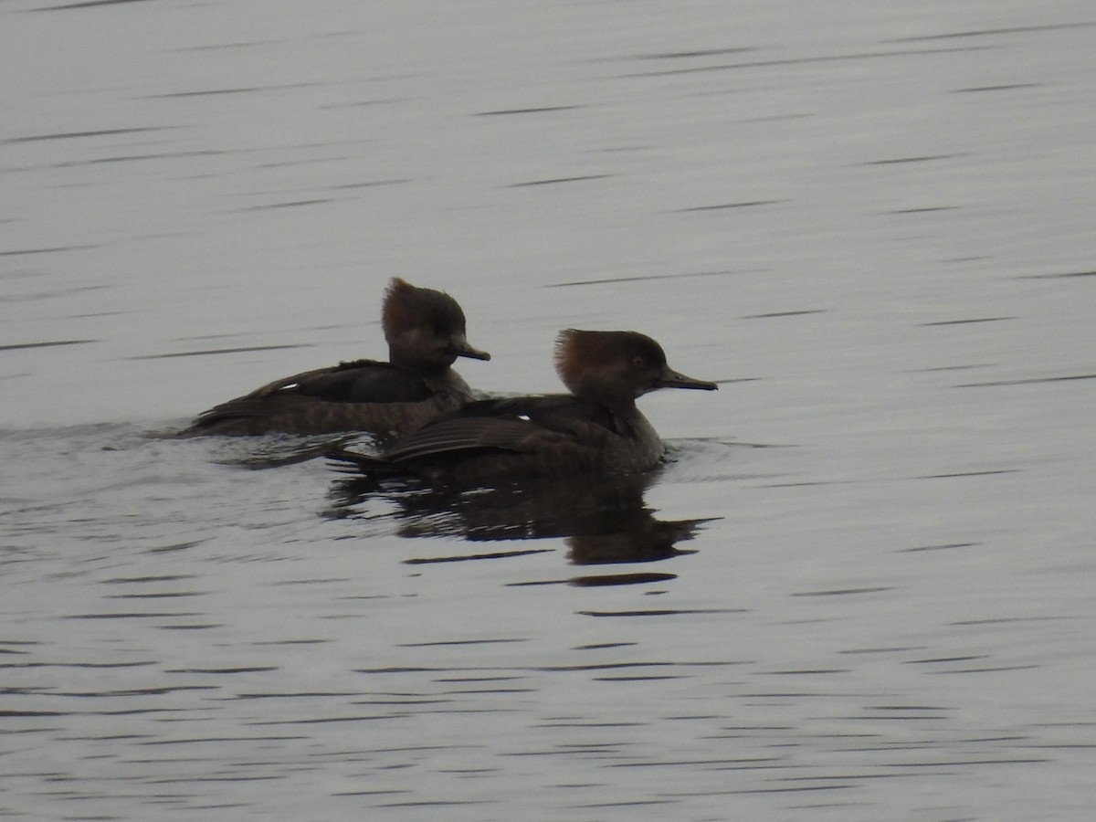 Hooded Merganser - ML519089881