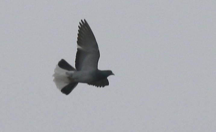 Rock Pigeon (Feral Pigeon) - ML519090081