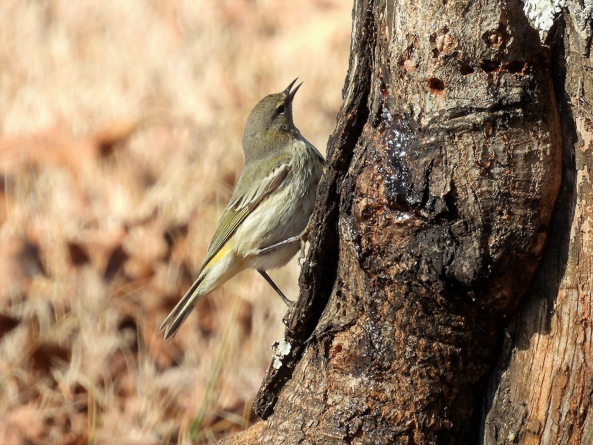 Cape May Warbler - ML519090441