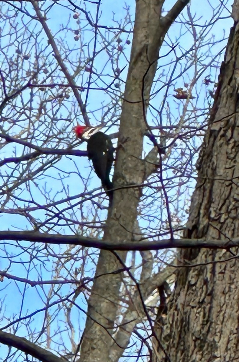 Pileated Woodpecker - ML519090581