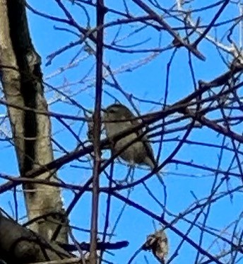 Golden-crowned Kinglet - ML519090661