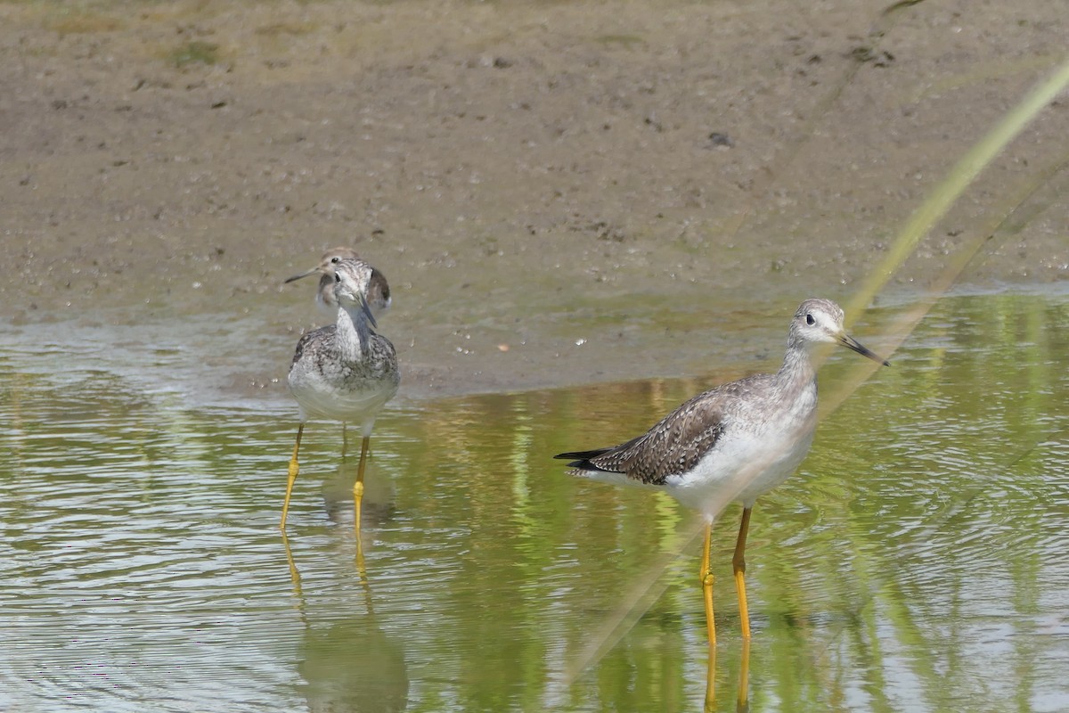 Greater Yellowlegs - ML519090741