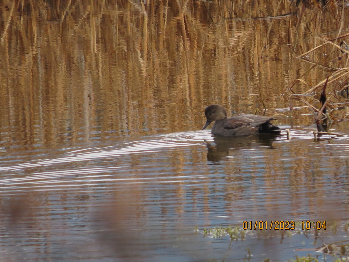 Gadwall - ML519090931