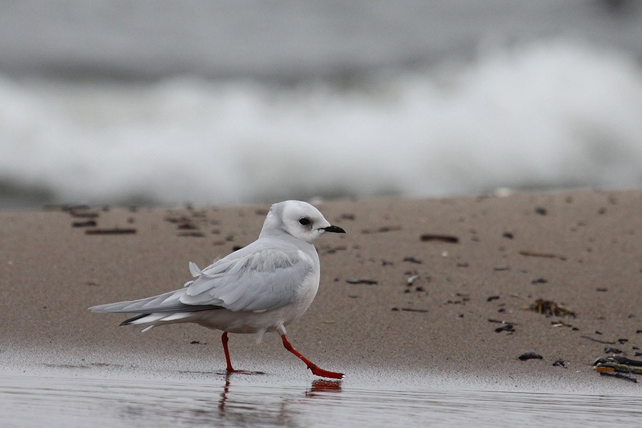 Ross's Gull - ML519091361