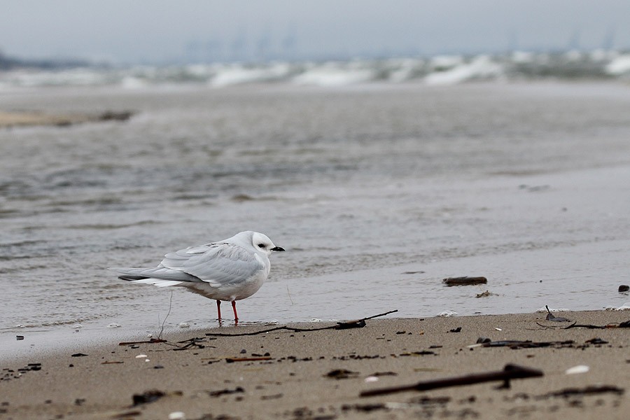 Ross's Gull - ML519091401