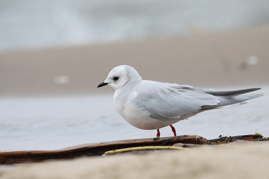 Ross's Gull - Andrzej Kośmicki