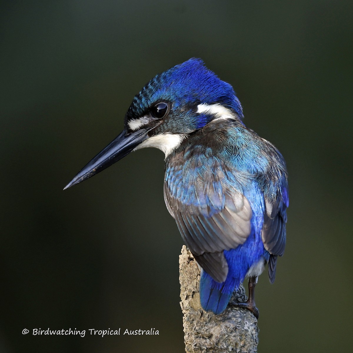 Little Kingfisher - ML519092571