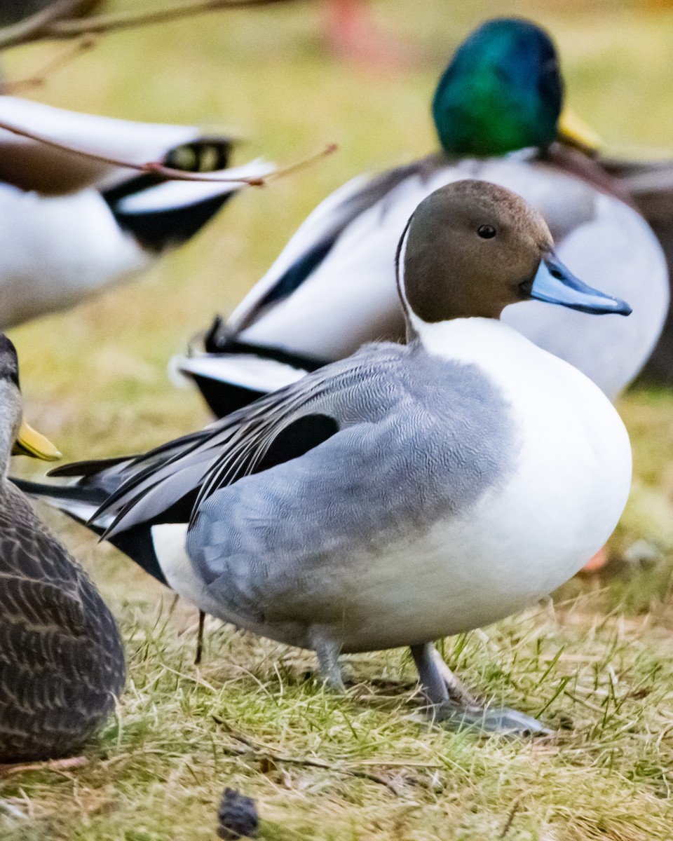 Northern Pintail - ML519093891