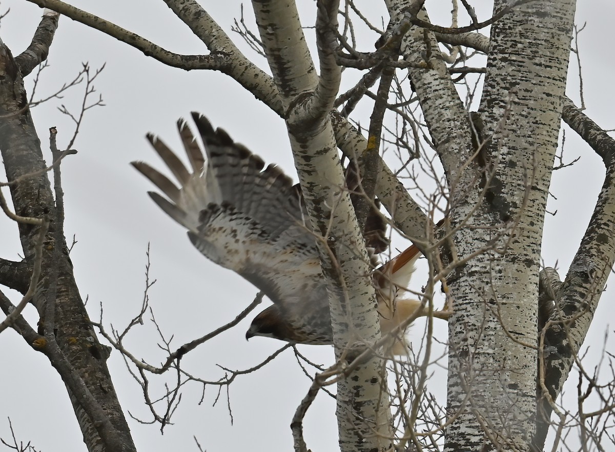 Red-tailed Hawk - ML519094511