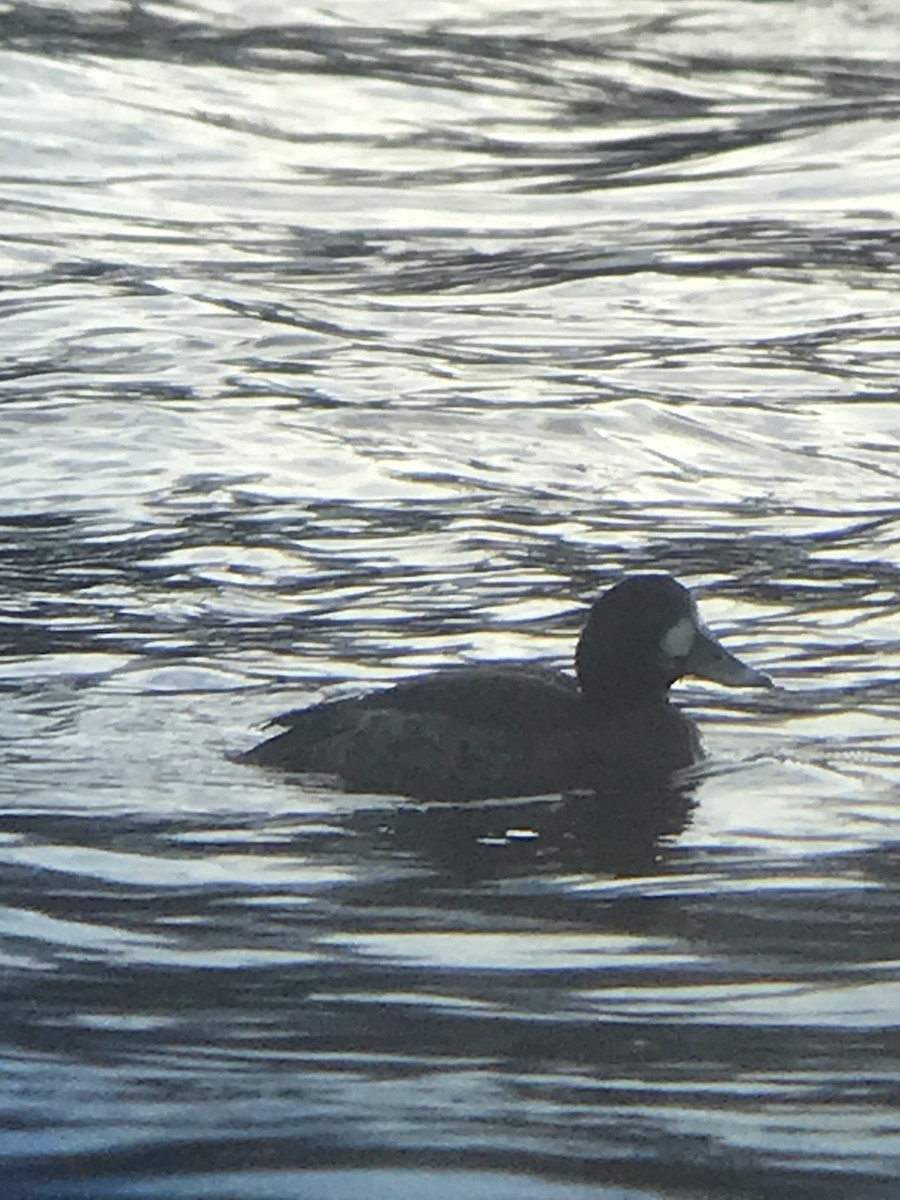 Lesser Scaup - ML519094881