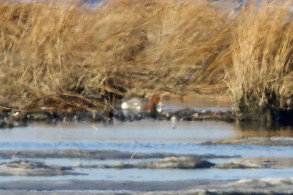 Eurasian Wigeon - ML519095351