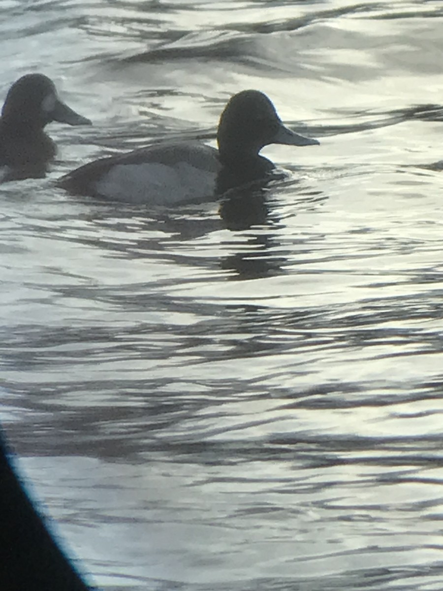 Lesser Scaup - ML519095591