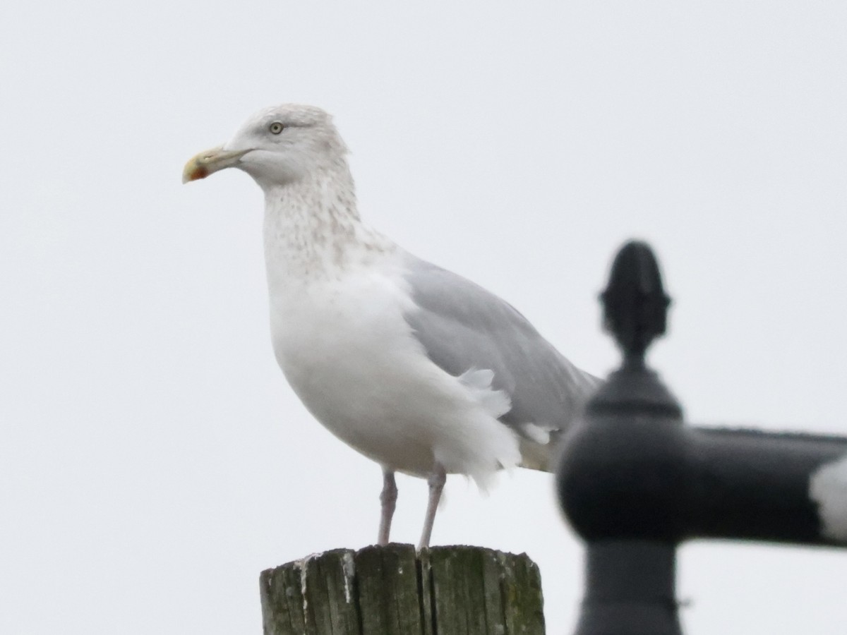 Herring Gull - ML519095851