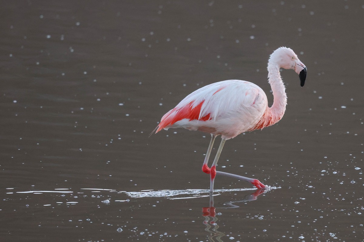 Chilean Flamingo - ML519097731