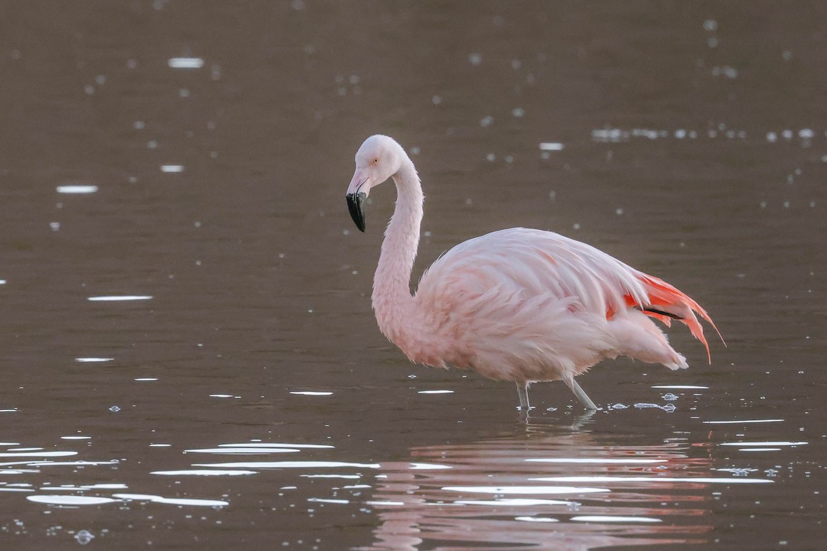Chilean Flamingo - ML519097941