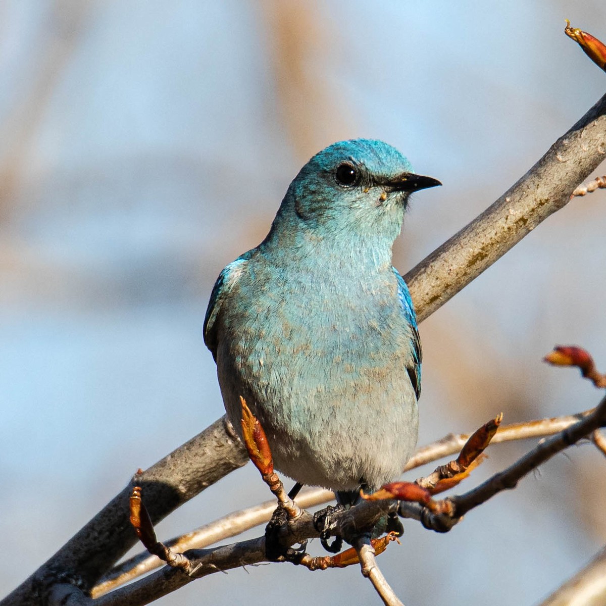 Mountain Bluebird - ML519098381