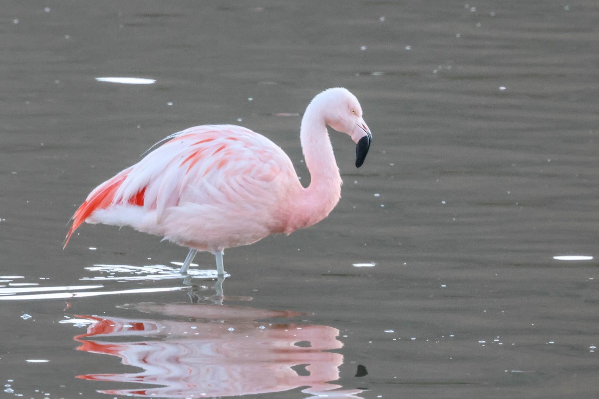 Chilean Flamingo - ML519098391