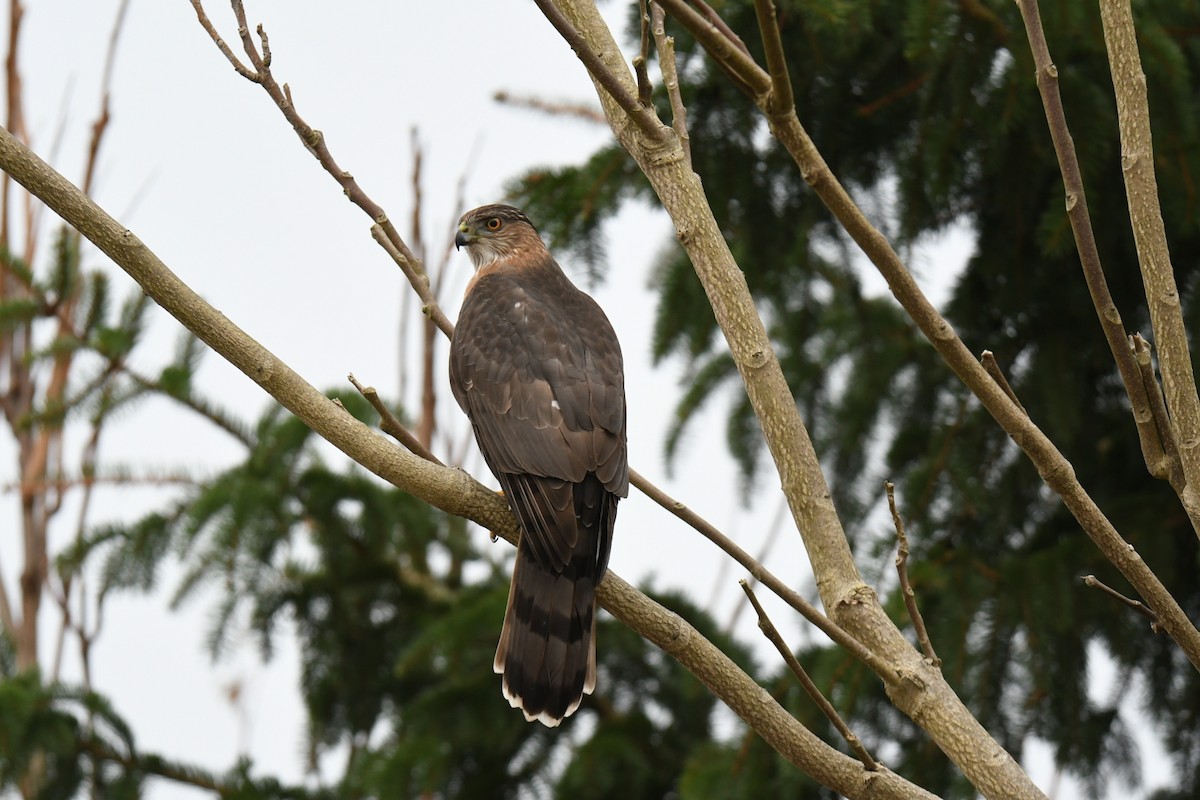 Cooper's Hawk - ML519099471