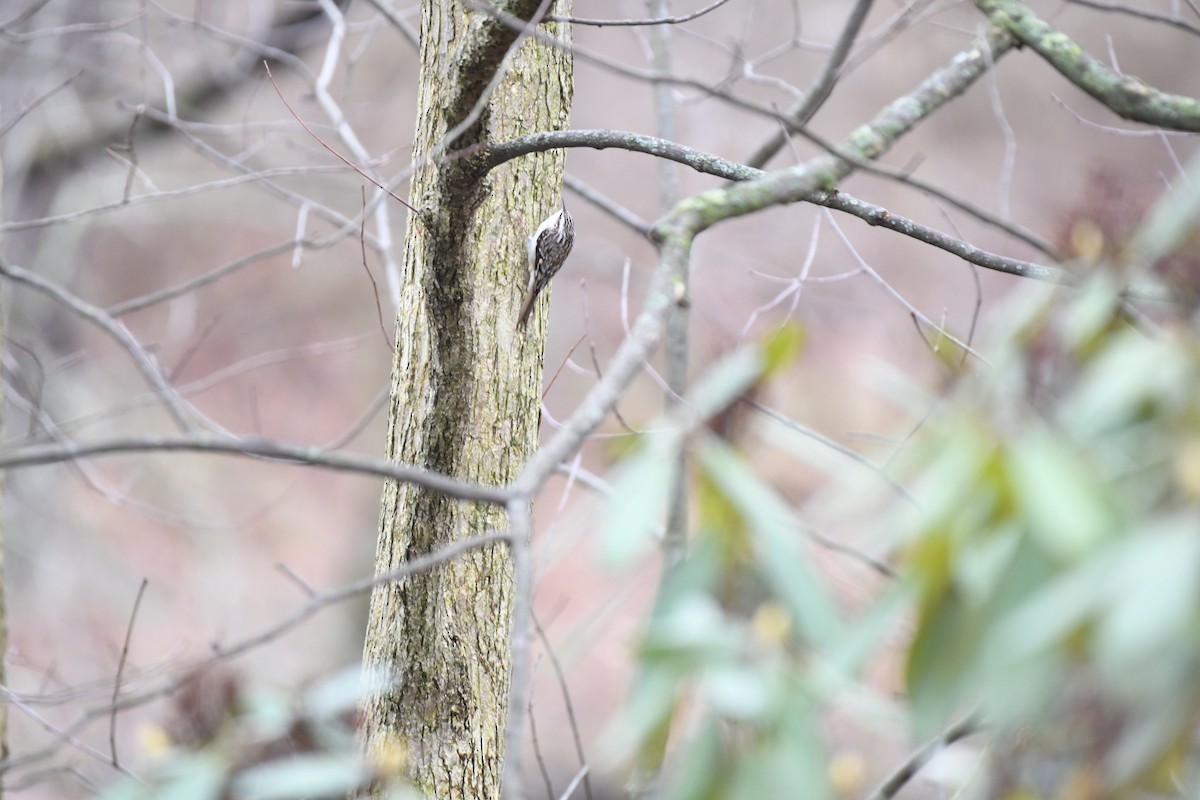 Brown Creeper - ML519099611