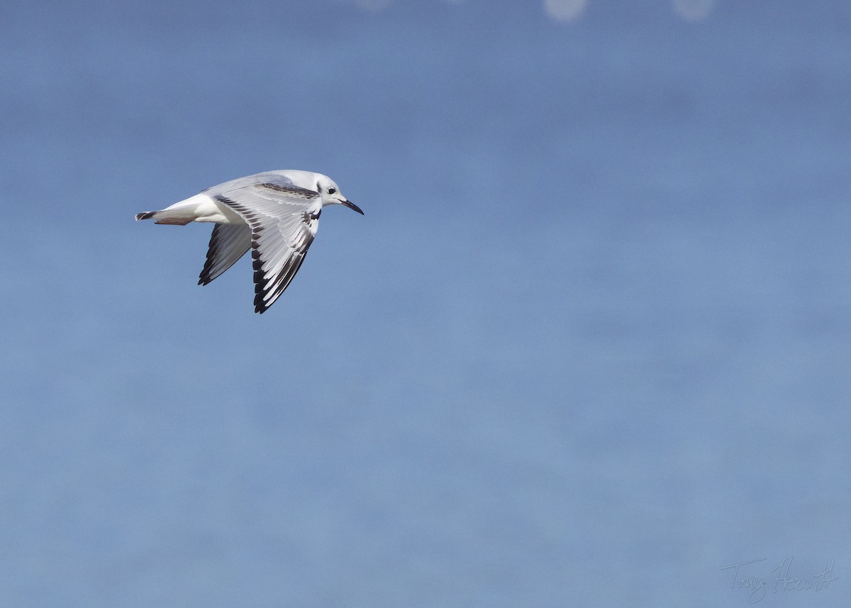 Mouette de Bonaparte - ML519100511