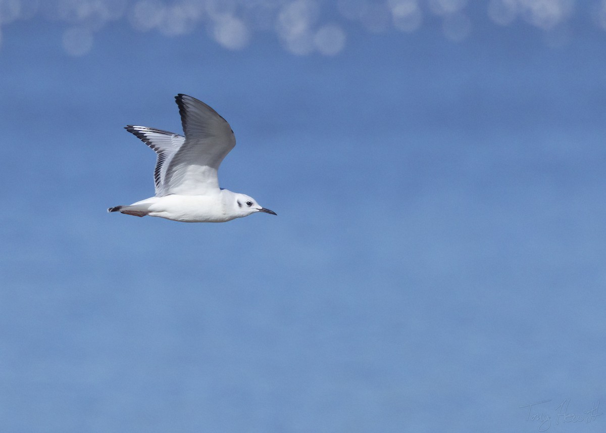 Bonaparte's Gull - ML519100521