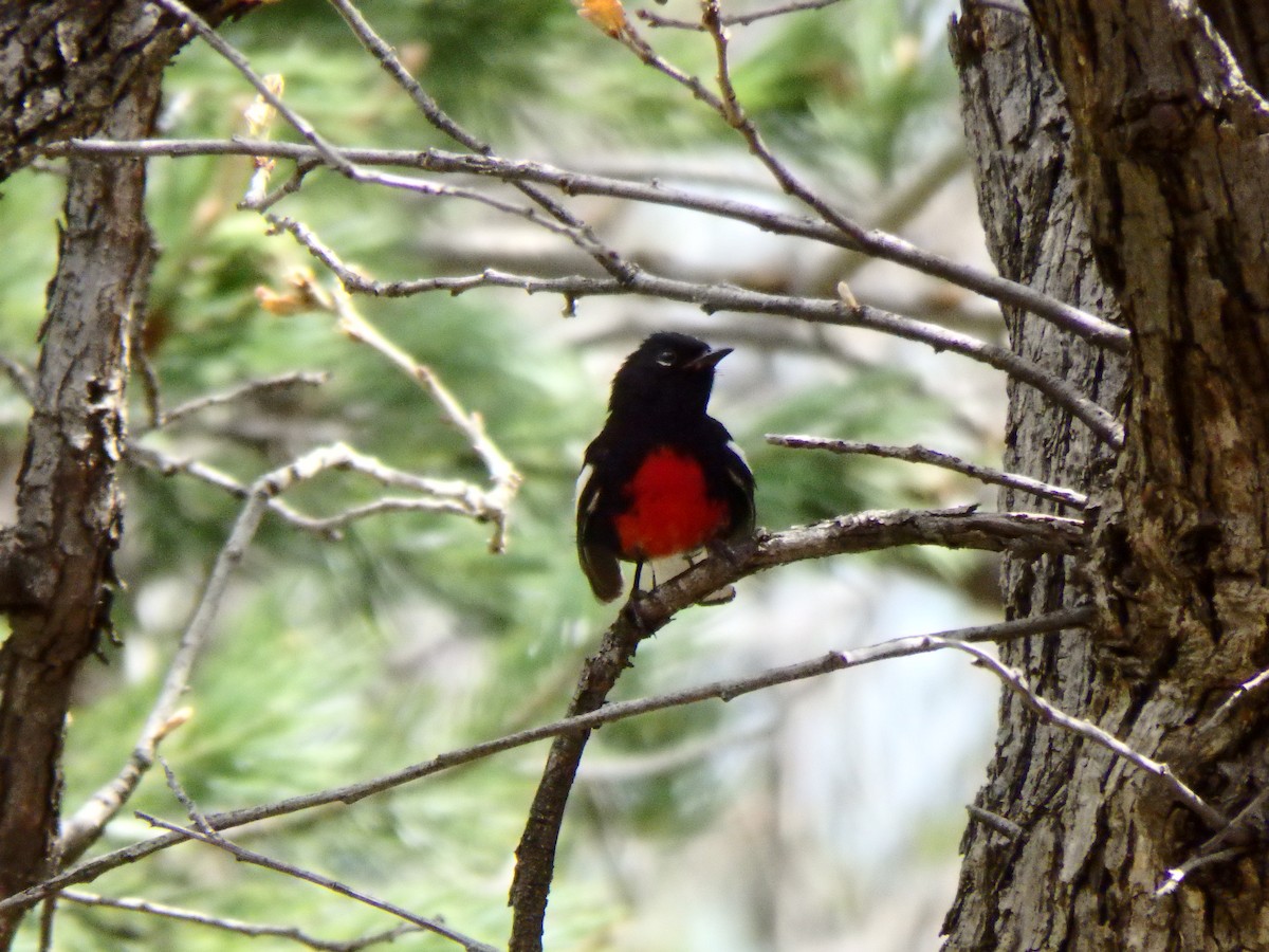 Painted Redstart - ML51910161