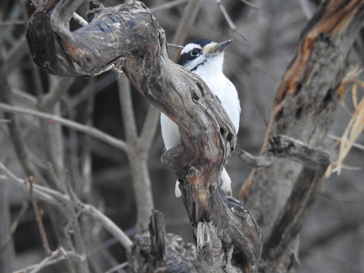 Hairy Woodpecker - ML519101691