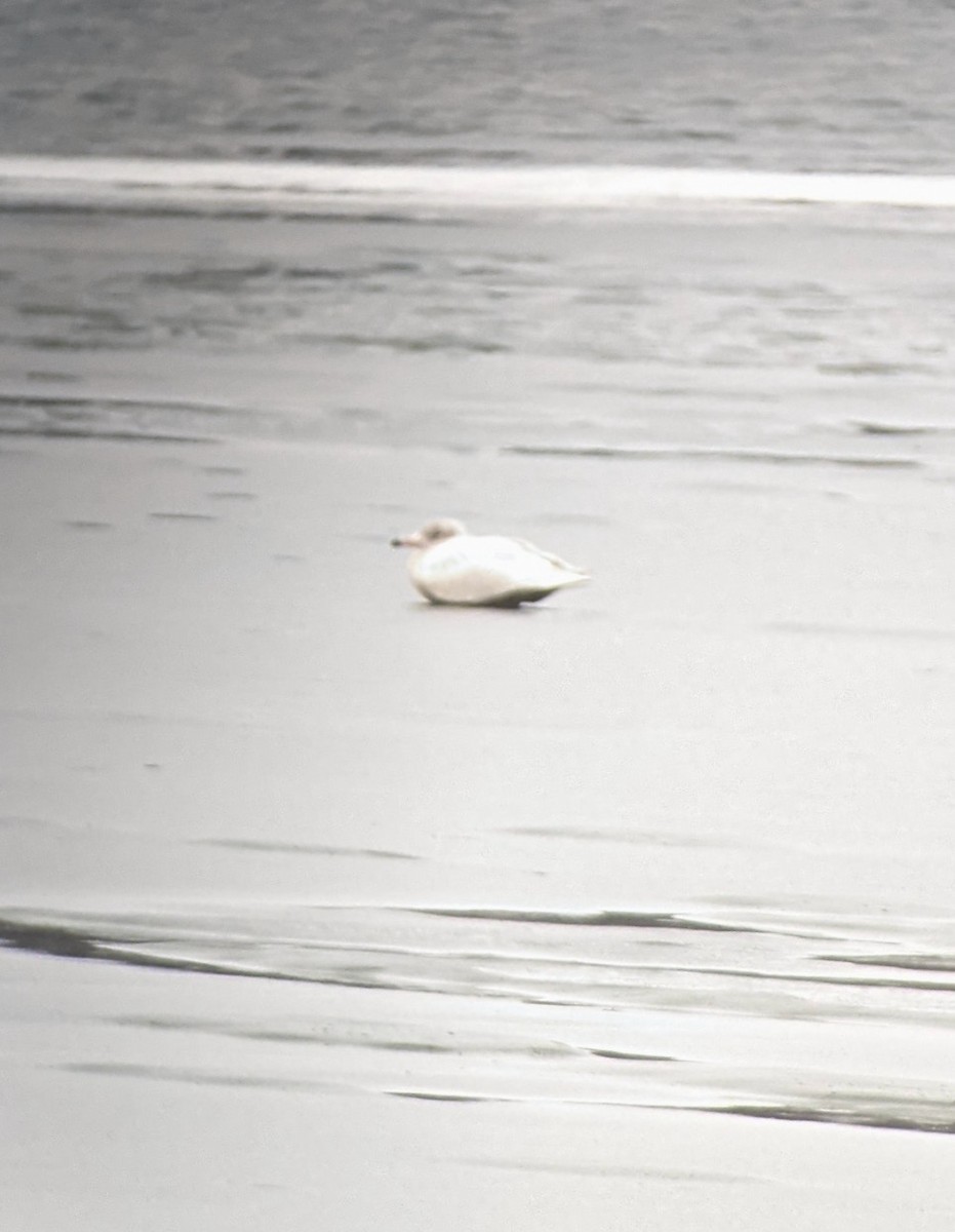 Glaucous Gull - ML519101791