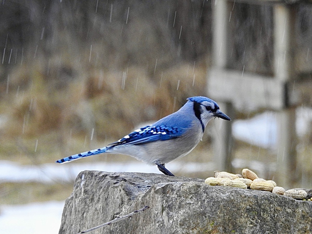 Blue Jay - ML519102131